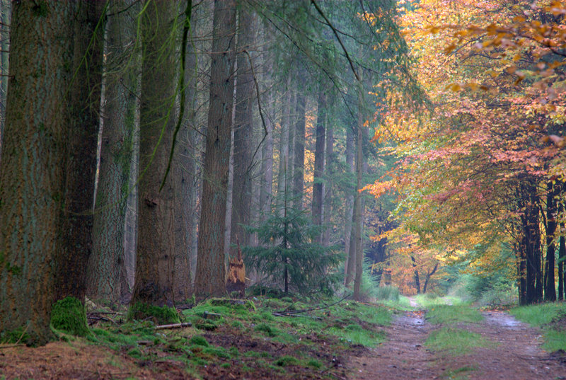 Speulderbos