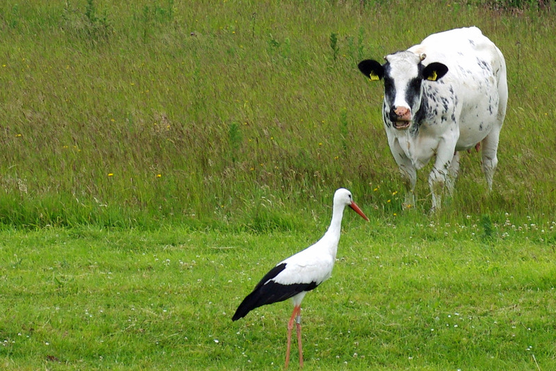 Ooievaar