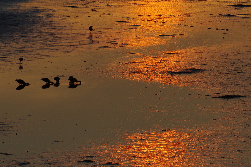 Laatste zon over het Zwin