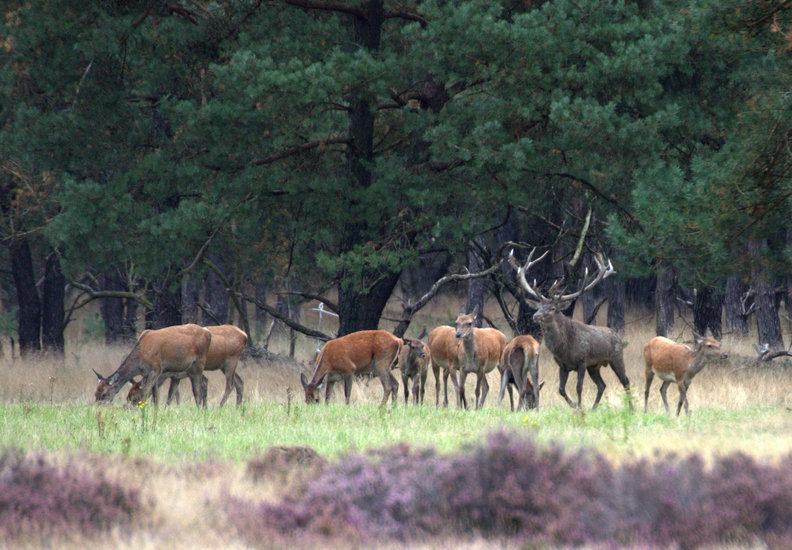 Veluwe