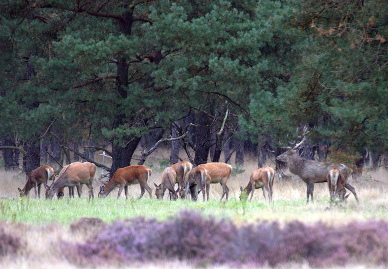 Veluwe 2012