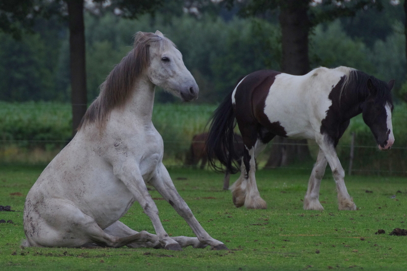 Paard in rust