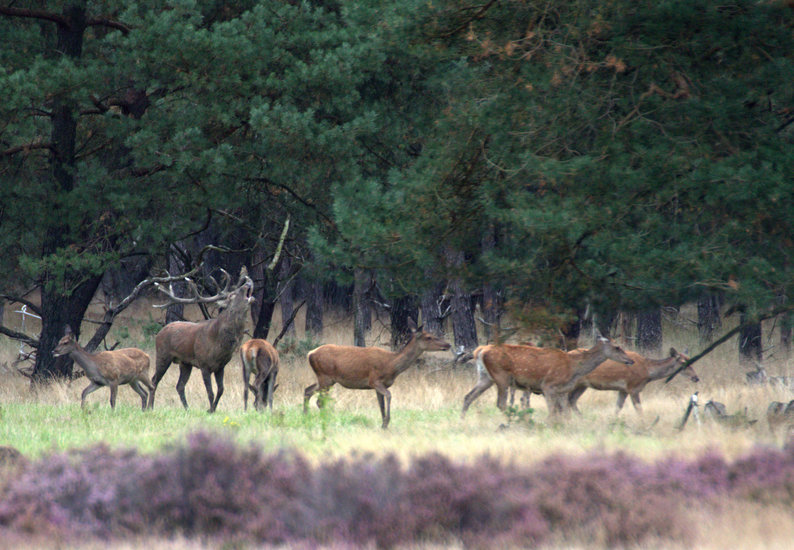 Veluwe