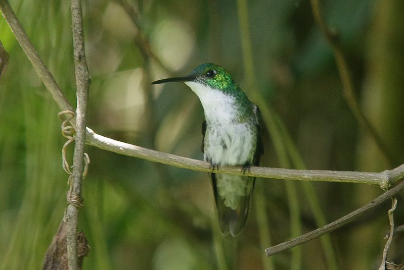 Kolibri