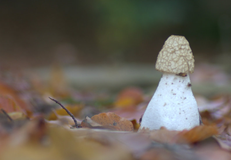 Grote Stinkzwam