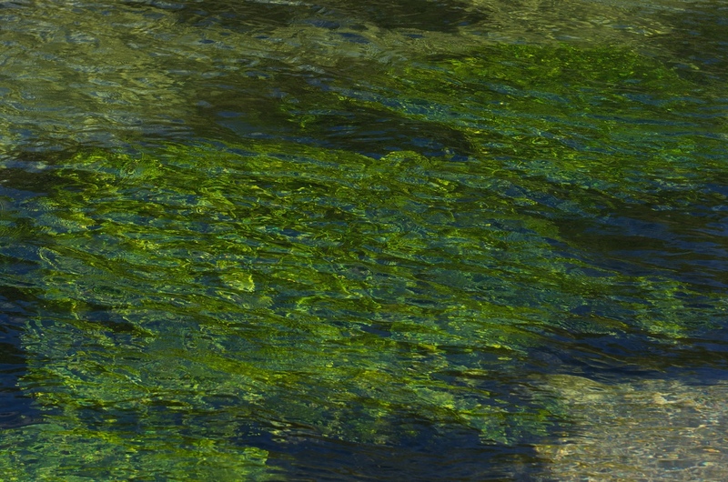 waterplanten