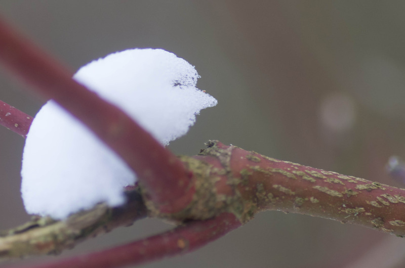 Sprookjesdier