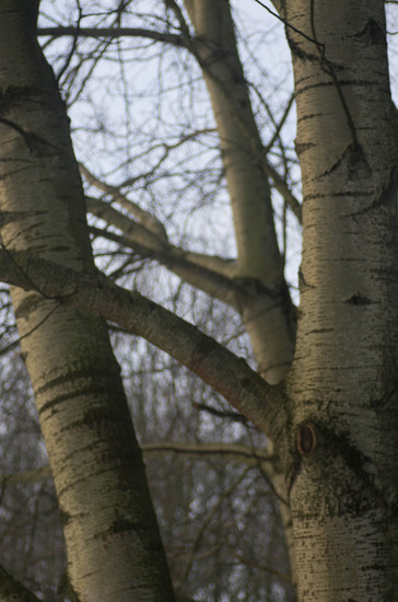 Bergse Bos