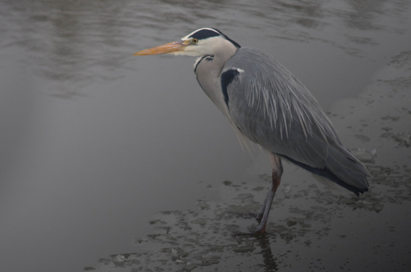 Reiger
