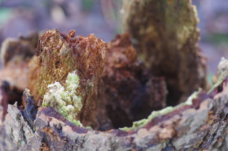 Hout