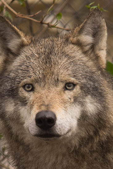 Europese Wolf