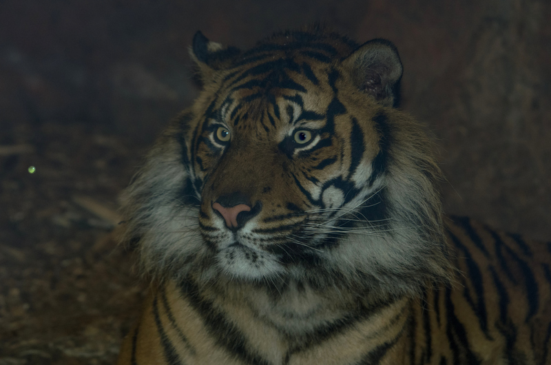 Tijger