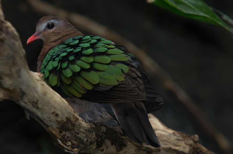 Vreemde Vogel