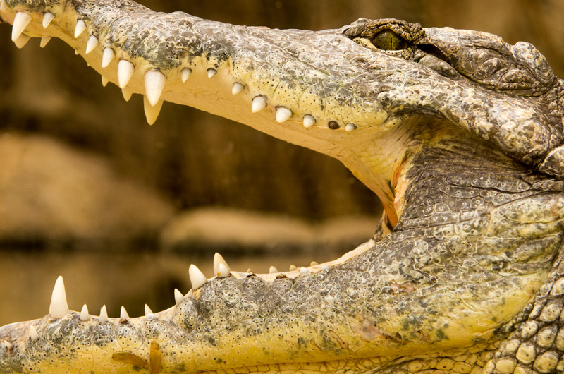 Krokodil