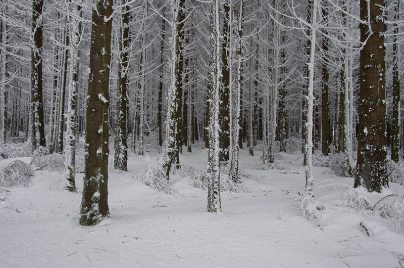 Ardennen
