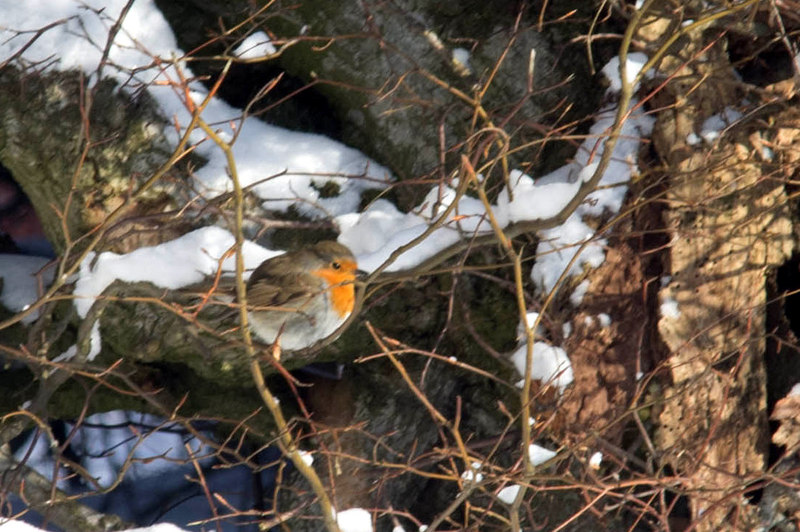 Roodborst