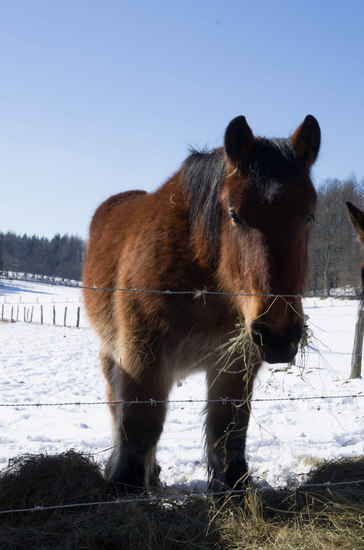 Boeren paard