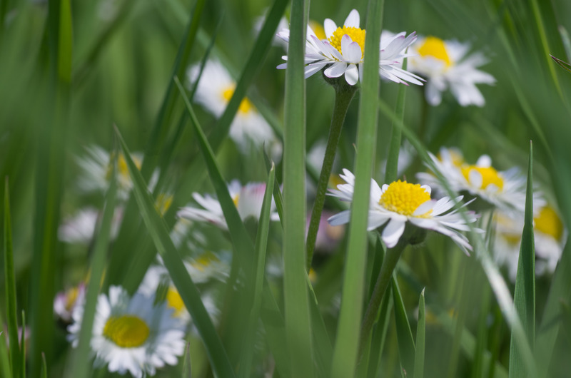 Margrieten