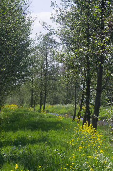 Polder