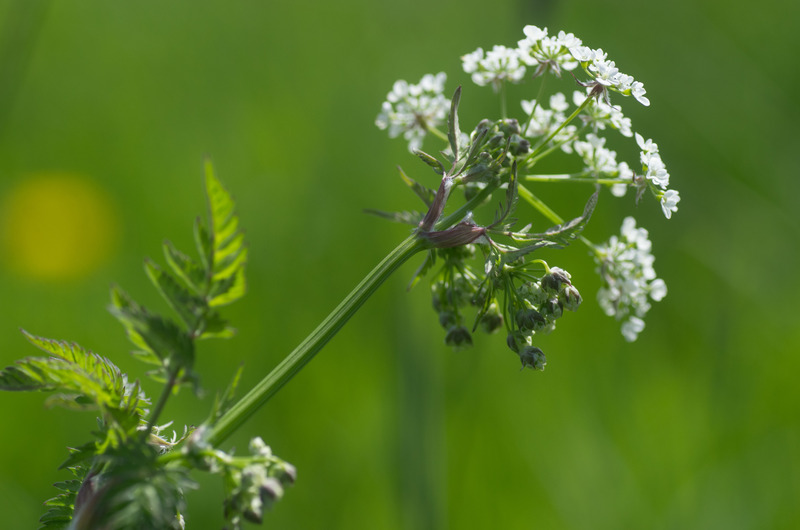 Fluitekruid