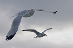 Weekend weg met onze fotoclub naar Texel op 15 november