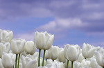 Dagtochtje langs de bollenroute rondom Noordwijkerhout, Lisse en Hillegom