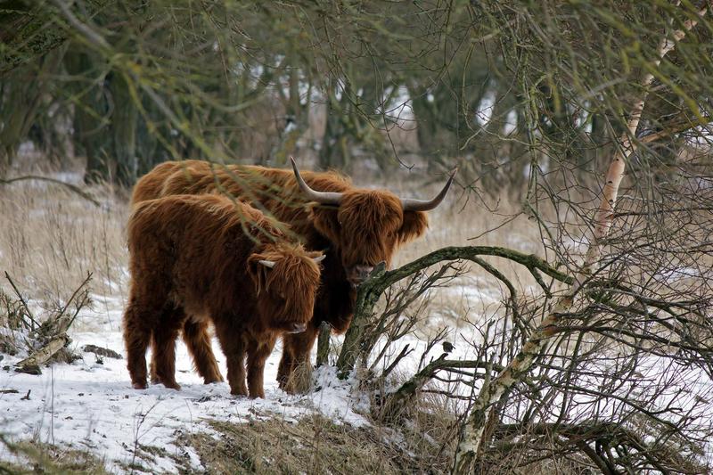 Schotse Hooglanders