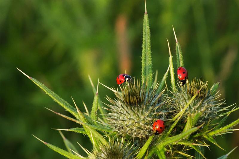 lieveheersbeestjes