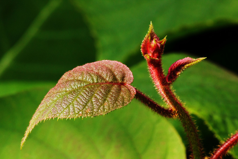 Kiwi plant jonge scheut
