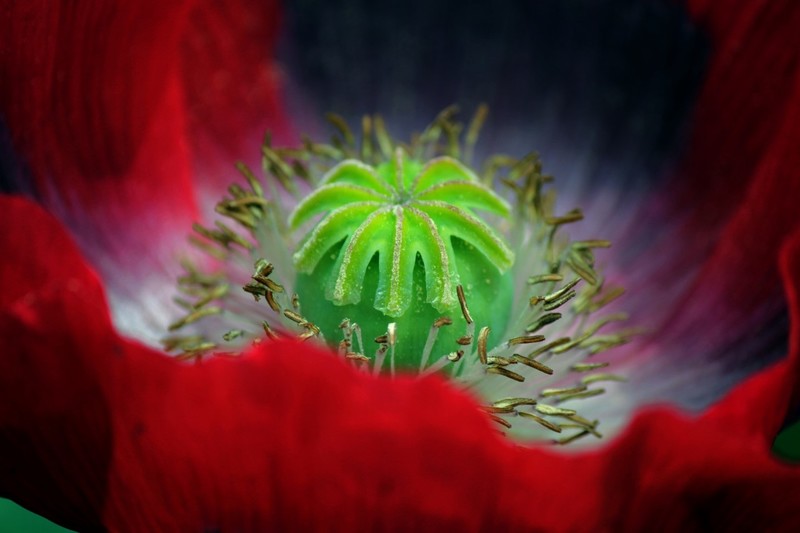 Papaver