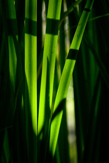 Gele Lis bij Quakjeswater Oostvoorne