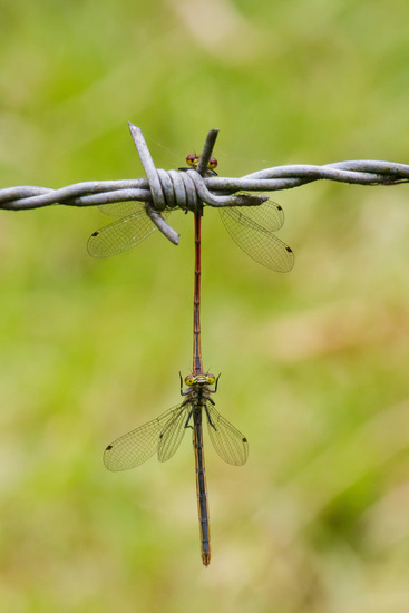 parende vuurjuffers op prikkeldraad