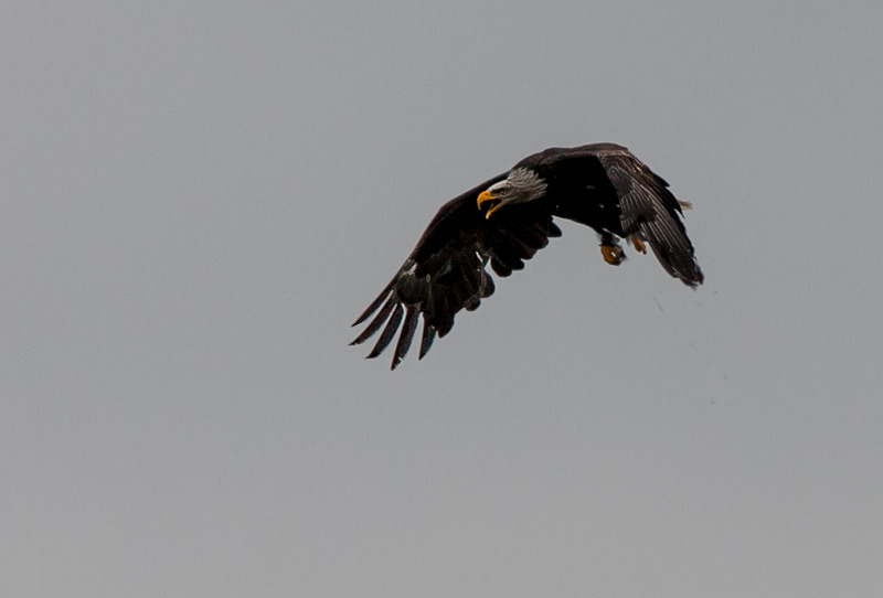 Zeearend (in flight)