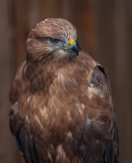 Buizerd