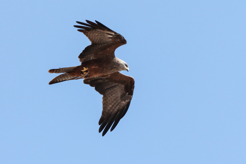 Buizerd