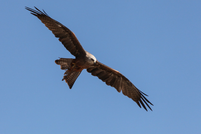 Buizerd
