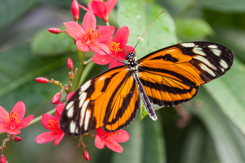 Heliconius Hecale