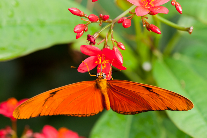 Dryas Julia