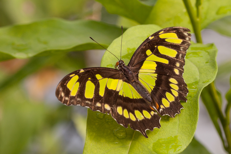 Siproeta Stelenes