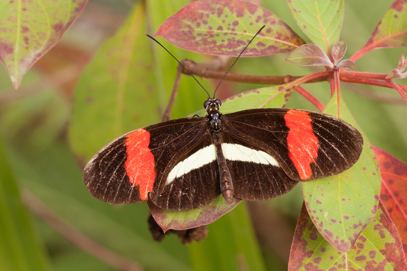 Heliconius Erato