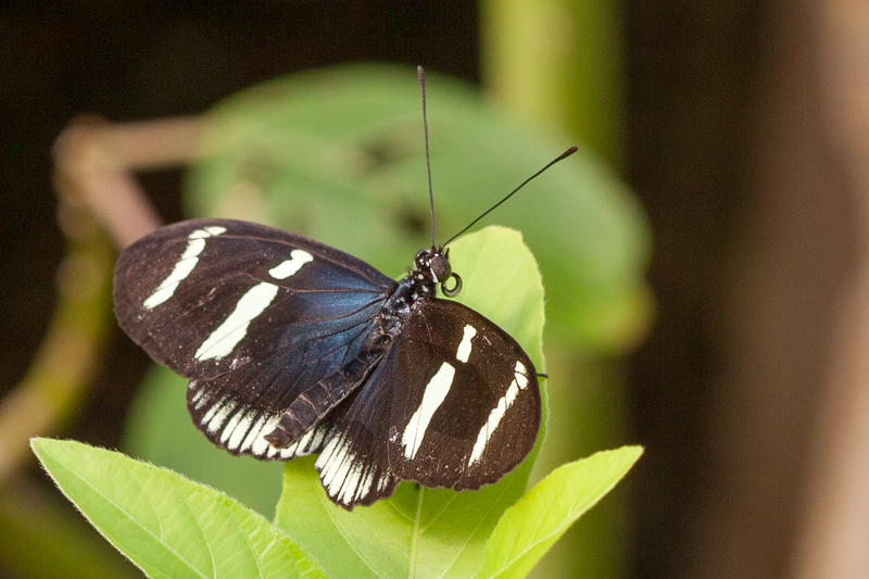 Heliconius Sara