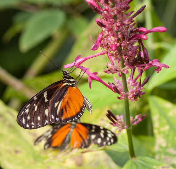 Heliconius Hecale