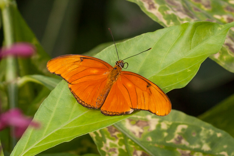 Dryadula Phaetusa