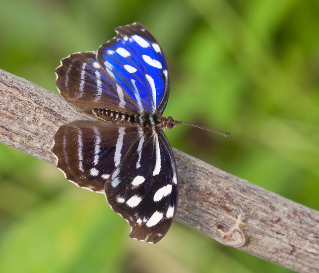 Myscelia Cyaniris