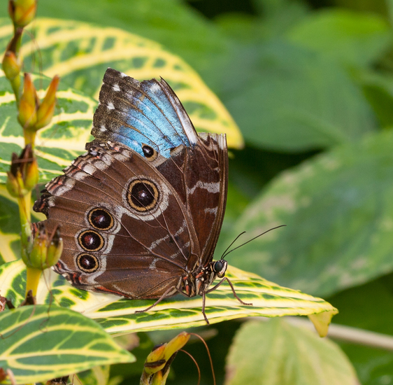 Morpho Peleides