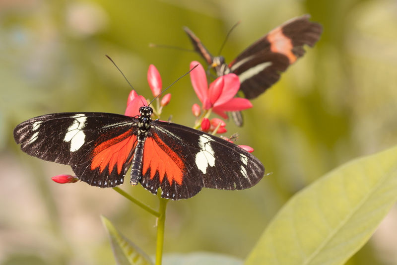 Heliconius Melpomone