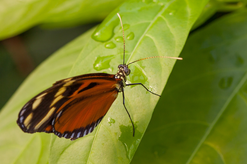 Euides Isabella