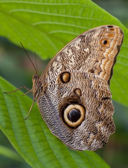 Caligo Memmon