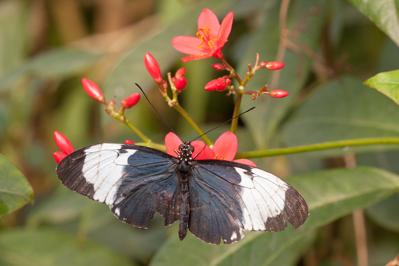 Heliconius Doris