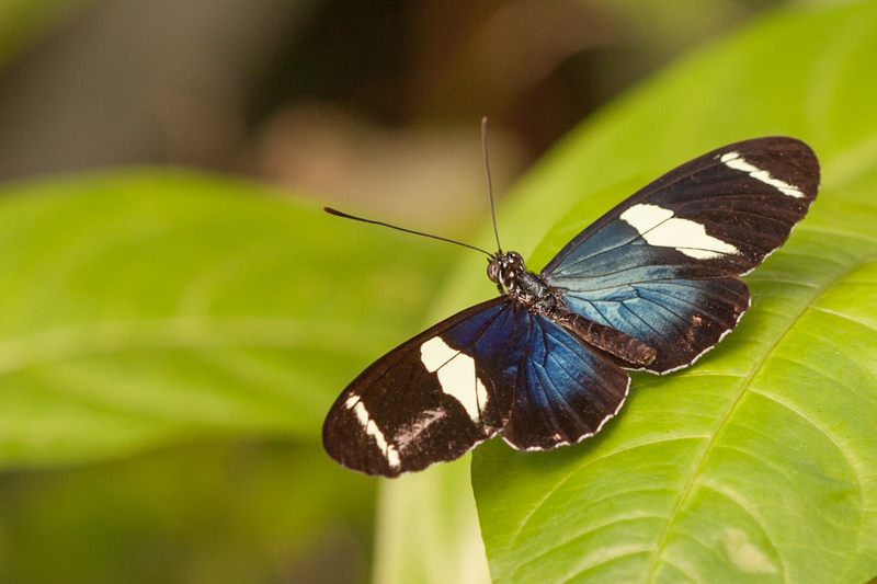 Heliconius Sara